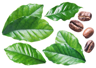 Coffee leaves and roasted coffee beans on the white background.