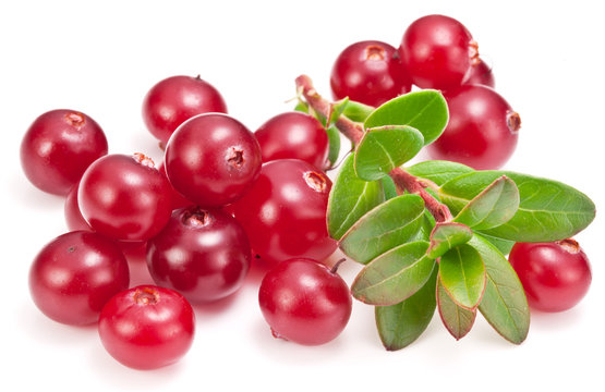 Ripe cranberries and green leaves on the white background.
