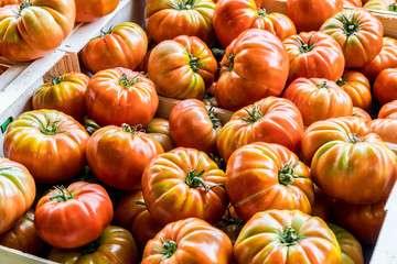 Lots of tomatoes. Top view.