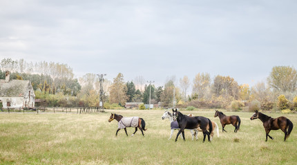 Fototapeta premium Horses grazing in the autumn 
