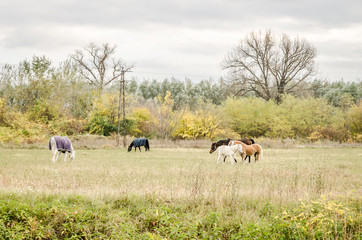 Obraz premium Horses grazing in the autumn 