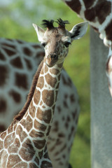 Massai Giraffe Jungtier, Giraffa tippelskirchi