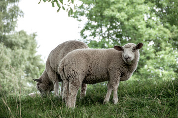 Obraz premium Sheep on pasture