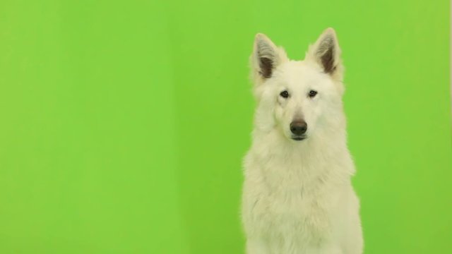 white Swiss Shepherd on a green screen