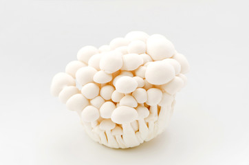 ホワイトブナシメジ