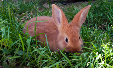 Wild Rabbit © robertkoczera