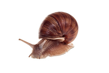Snail. Helix pomatia.