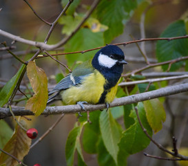Great tit on a branch