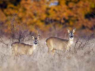 Roe deer in the grass