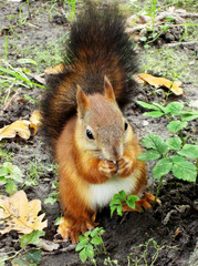Fluffy squirrel sits on ground and biting nut.