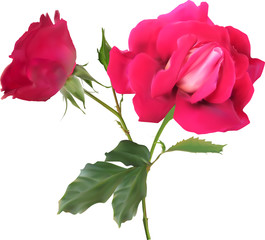 large dark pink rose flower with leaves on white