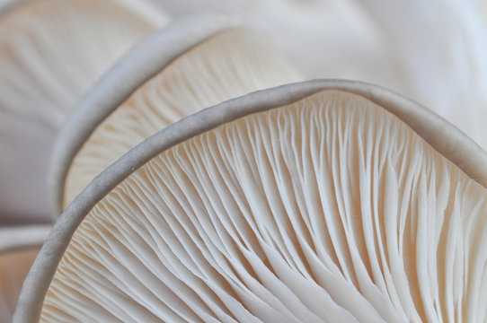 Oyster mushroom or Pleurotus ostreatus background photo close-up. Healing and easily cultivated mushroom