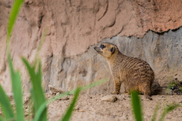 Meerkats are primarily insectivores, but also eat other animals such as lizards, snakes, scorpions, spiders, eggs, small mammals, millipedes, centipedes, small birds, also plants and fungi.