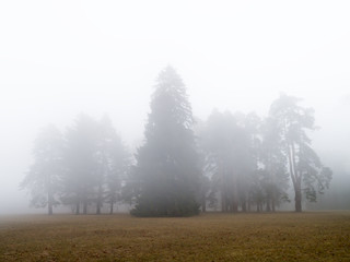 Coniferous forest in fog and morning sunlight.