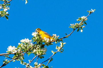 Spring bird on a twig. Nice pleasure spring view.