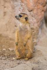 The meerkat uses its tail to balance when standing upright, as well as for signaling.