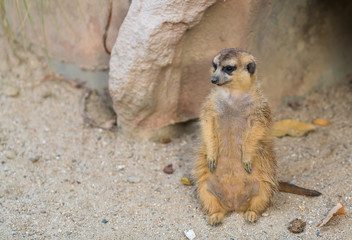 The meerkat uses its tail to balance when standing upright, as well as for signaling.