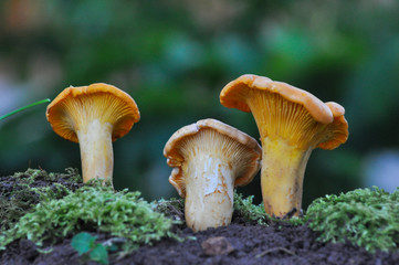 Collecting chanterelle mushroom in the forest. CANTHARELLUS CIBARIUS in moss with green background. Collecting mushrooms and preparing food. 