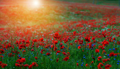 Red Wild poppies in the meadow at sunset, amazing background photo. To jest Polska – Mazury
