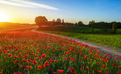 Obraz na płótnie Canvas Red Wild poppies in the meadow at sunset, amazing background photo. To jest Polska – Mazury