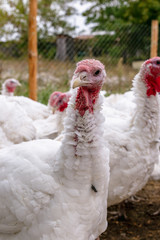 Breeding turkeys on a farm.