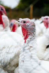 Turkeys from behind a metal fence on the farm