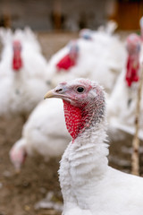 Breeding turkeys on a farm.