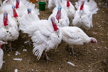 Breeding turkeys on a farm.