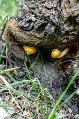 Wood mushrooms on the tree in the forest.