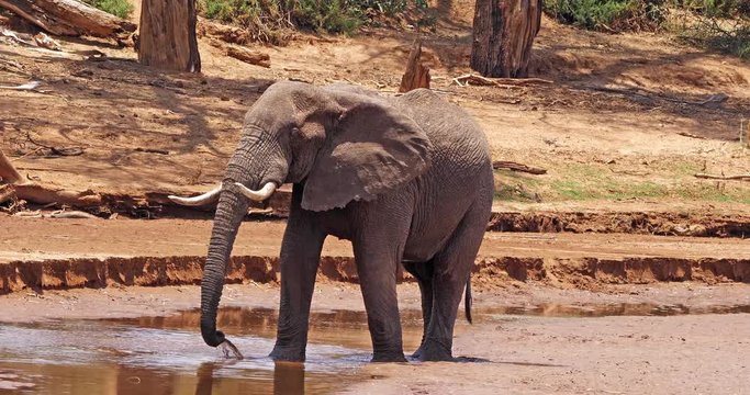 African Elephant, loxodonta africana, Adult having Bath at River, Samburu Park in Kenya, Real Time 4K