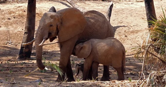 African Elephant, loxodonta africana, Mother and Calf Suckling, Samburu Park in Kenya, Real Time 4K