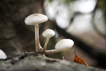 Weiße Pilze am Stechlinsee