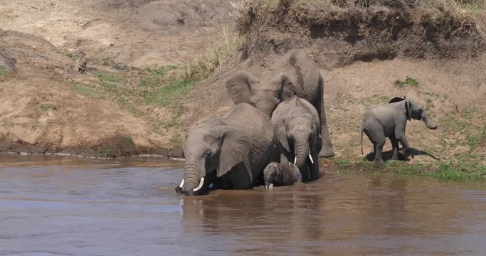 African Elephant, loxodonta africana, Group crossing River, Masai Mara Park in Kenya, Real Time 4K