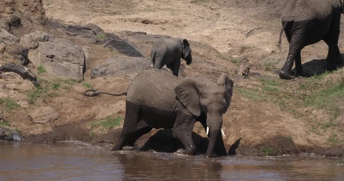 African Elephant, loxodonta africana, Masai Mara Park in Kenya, Real Time 4K