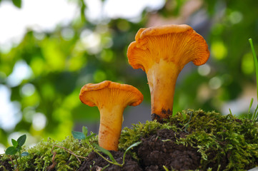 Collecting chanterelle mushroom in the forest. CANTHARELLUS CIBARIUS in moss with green background. Collecting mushrooms and preparing food. 