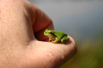 kleiner frosch 