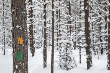 hiking trail markers in a winter forest 