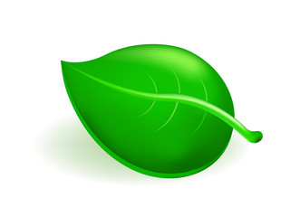 Cute Leaf Icon on White Background . Isolated Vector Illustration 