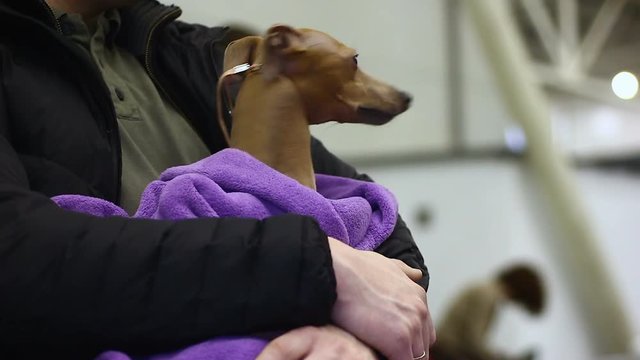 Person holding scared dog in hands, frightened pet at vet clinic, cute animal