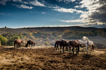 Autumnal trekking in the province of Siena, from Buonconvento to Monte Oliveto Maggiore Abbey