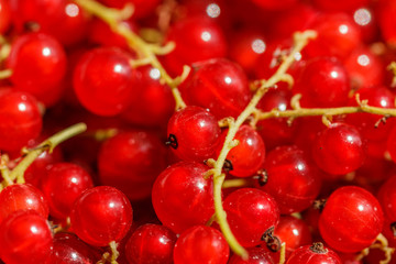 red-current, fruit, red, food, currant, cherry, ripe, summer