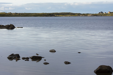 oystercatcher at Eggum in the Lofoten islands in Norway