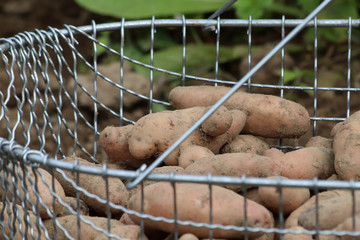 Kartoffelernte im Biogarten