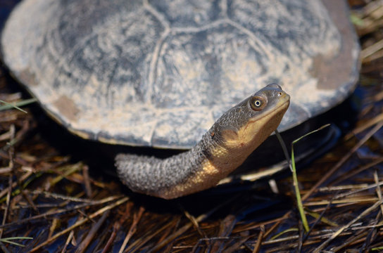 Eastern long-necked turtle, Chelodina longicollis, from Canowindra, central west NSW, Australia. Also known as the Eastern snake-necked turtle.