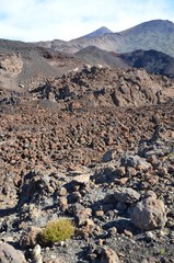 Plante isolée dans un paysage lunaire volcanique