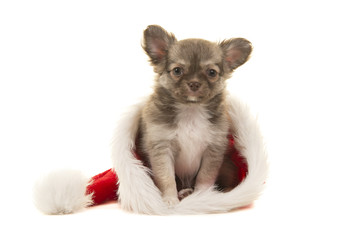 Fototapeta na wymiar Cute chihuahua puppy in Santa's hat