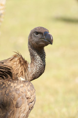 Gyps fulvus