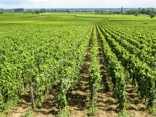 Fototapeta na wymiar Meursault, Burgundy, France - view of the vineyard just outside Meursault in the Cote d Or department in Burgundy in eastern France