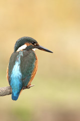 alcedo athis