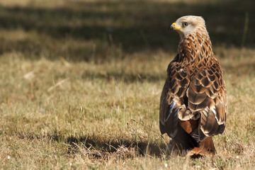 Milvus milvus